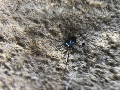 Carinostoma elegans
