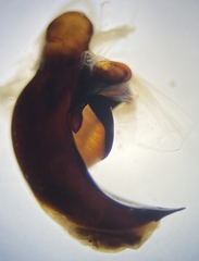 Pterostichus isabellae