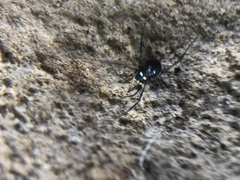 Carinostoma elegans