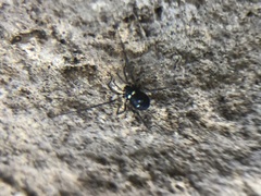 Carinostoma elegans