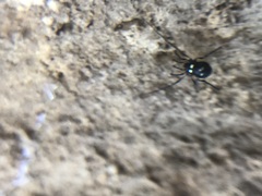 Carinostoma elegans