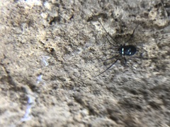 Carinostoma elegans