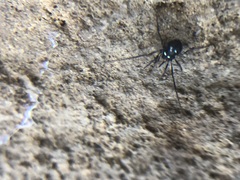 Carinostoma elegans