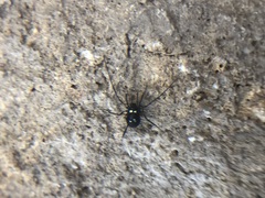 Carinostoma elegans