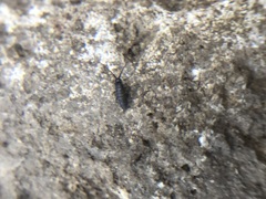 Collembola