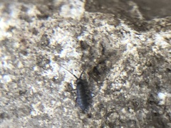 Collembola