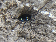 Carinostoma elegans