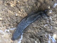 Gastropoda