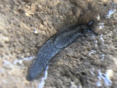 Gastropoda