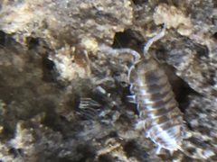 Oniscidea