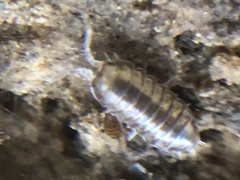 Oniscidea