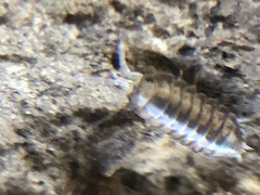 Oniscidea