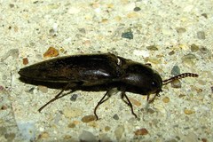 Elaterini
