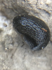 Arion