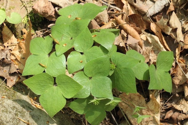 Hepatica acutiloba (Vascular Plants of Lost Cove Farm) · iNaturalist