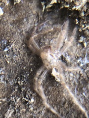 Araneae