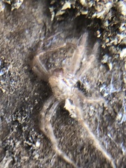 Araneae