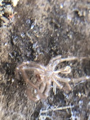 Araneae