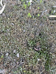 Glossostigma elatinoides