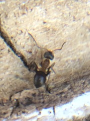 Lasius emarginatus
