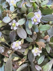 Glossostigma elatinoides