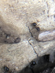 Lasius emarginatus