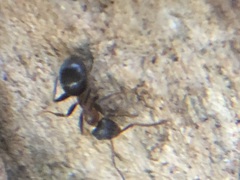 Lasius emarginatus