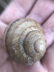 Gastropoda