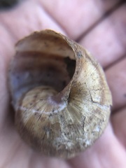 Gastropoda