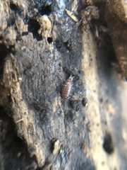 Oniscidea