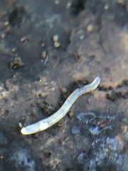 Enchytraeidae