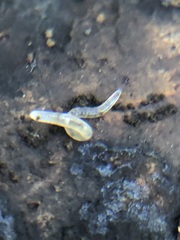 Enchytraeidae