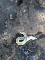 Enchytraeidae