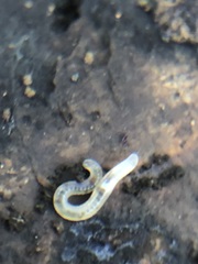Enchytraeidae