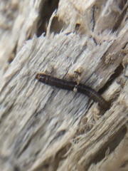 Insecta