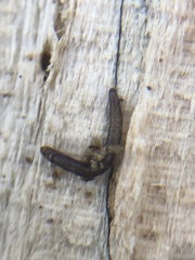 Insecta