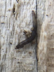 Insecta