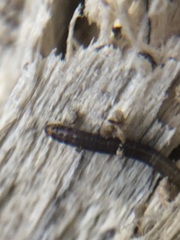 Insecta