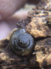 Gastrodontoidea