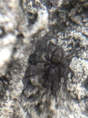 Amaurobius