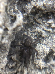 Amaurobius