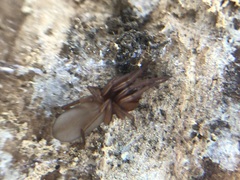 Araneae