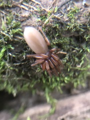 Araneae
