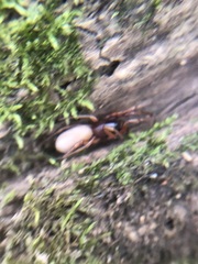 Araneae