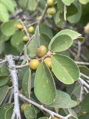Bridelia mollis