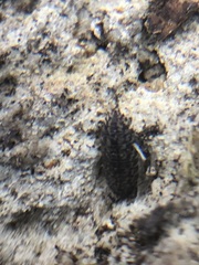 Oniscidea
