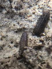 Oniscidea