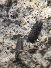 Oniscidea