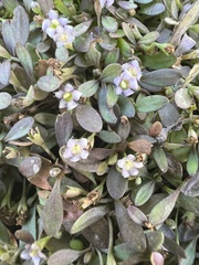 Glossostigma elatinoides