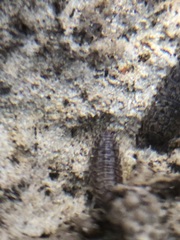 Oniscidea